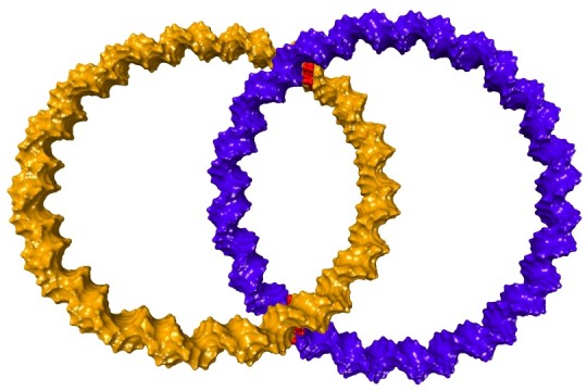 Zwei ineinander greifende Ringe aus DNA