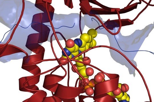 Schlüssel zum Verständnis eines Resistenzmechanismus gefunden